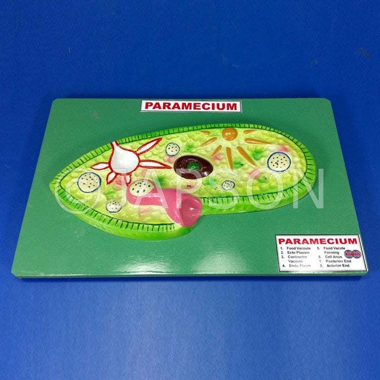 Paramecium Model Paramecium Model